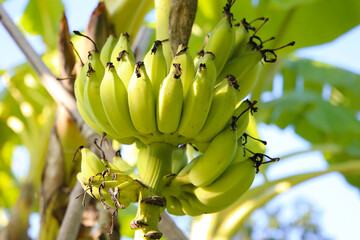 A cluster of green bananas hanging from a banana tree