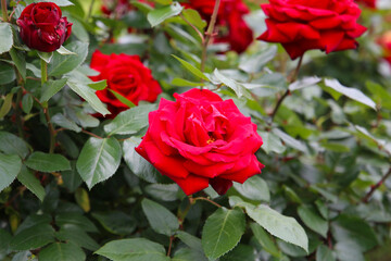 Beautifu red roses in full bloom at the Japanese Rose Garden.