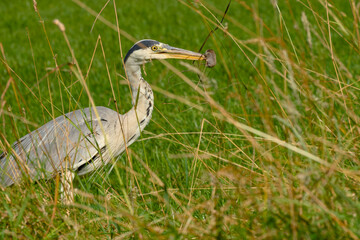 grey heron catching a field vole in tall grass