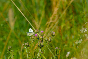 small white or cabbage butterfly is perching on the flower in the field