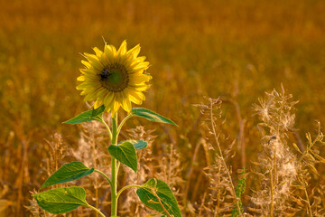 sunflower (Helianthus annuus) stands tall in an agricultural field, its bright yellow petals...