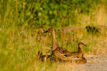 mallard family resting in the grass