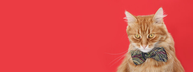 Ginger fluffy cat in checkered bow tie on vibrant red background. Elegant feline portrait with...