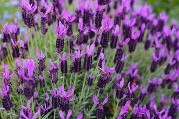 Beautiful purple flowers of French Lavender