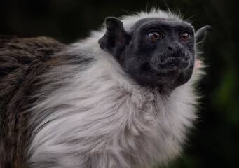 A close up of a Pied Tamarin (Brazilian bare-faced tamarin)