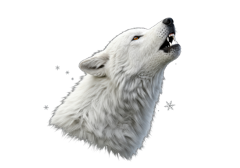 Isolated Howling White Wolf with Snowflakes
