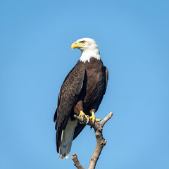 Majestic eagle perched on a solitary branch against a clear blue sky.