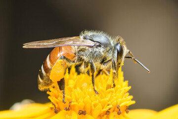 Honey bee pollinating yellow flower close up macro