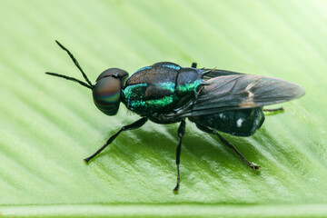 Black soldier fly resting on a vibrant green leaf