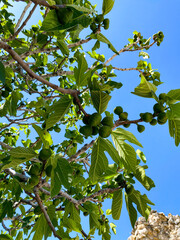 Fig trees at Hierapolis, Ancient Roman city, Ancient Greek and Greece archaeological ruins site in...