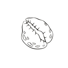 Black outline seashell icon. Clip art, simple illustration of marine shell in doodle style. Aquatic creature in ocean. Suitable for summer design, kids activity or educational materials