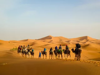 Fototapete Kamel Caravan of tourists on camels crossing golden dunes in the Sahara Desert near Merzouga, Morocco, guided by locals during a desert tour at sunset.  © Diego