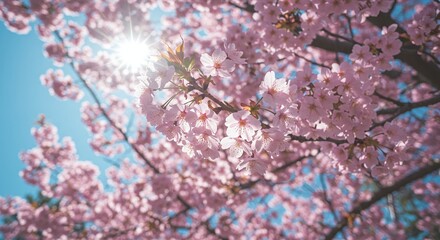 Pink Cherry Blossom Tree Branches in Bloom with Sunlight Streaming Through