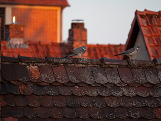roof and chimney