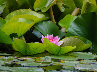 water lily in the pond