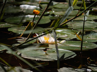 Flower in the pond