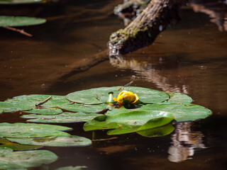  in the Forest pond