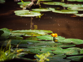 Flower in the pond