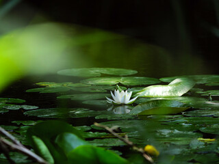 green water lily