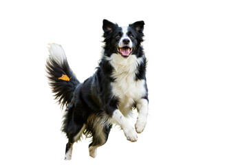 Isolated Border Collie Dog Jumping in the Air