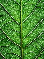 Obraz premium Detailed description of a close-up of a green leaf's structure with intricate veins and texture
