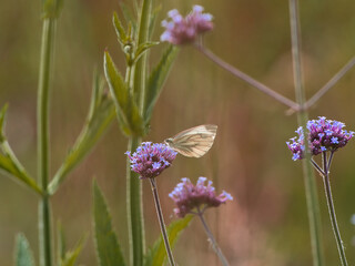 butterfly on a flower