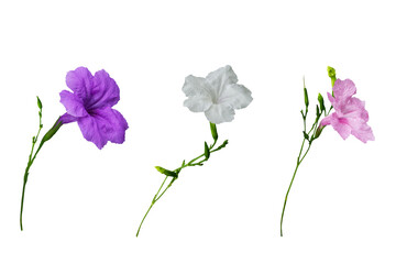 Close-up of three fully bloomed Ruellia simplex flowers in three colors isolated on a png file with transparent background.