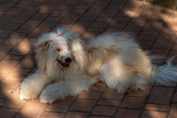 Dog grooming hairstyle: Fluffy dog lies on the brick ground outdoors, basking in sun during daytime.