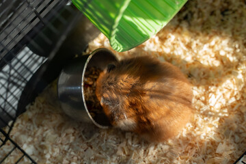 Hamster Cage Food: Ginger hamster eats from bowl inside wire cage at home during the day.
