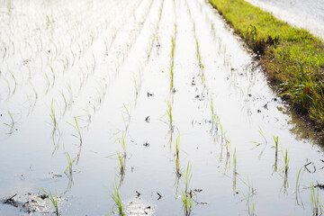 green rice paddy field during the summer