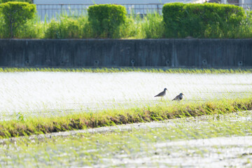 Grey-headed Lapwing searching for food in a rice field in early summer	