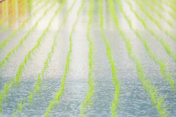 green rice paddy field during the summer