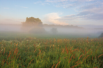 morning mist over the field