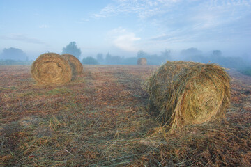 hay bales in the field