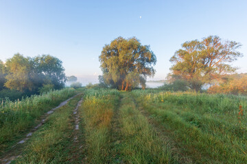 summer landscape with trees