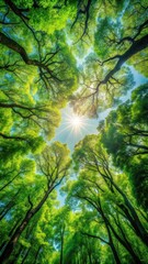 Fototapeta premium Forest canopy with sunlight filtering through