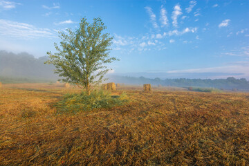 summer landscape in the morning fog