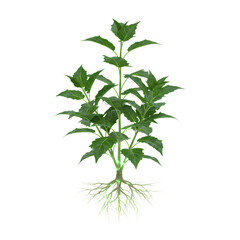 Obraz premium Vibrant Green Plant: Detailed Root System & Lush Foliage