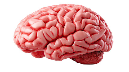 Anatomical Study of Brain: A vibrant image showcasing a realistic view of the human brain, ideal for medical and educational purposes.