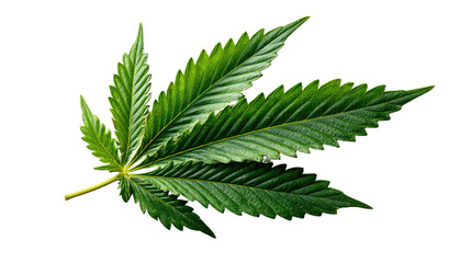 Cannabis Leaf: A detailed capture of a vibrant, healthy cannabis leaf, displaying its iconic palmate structure and rich green hues, representing natural and organic elements.
