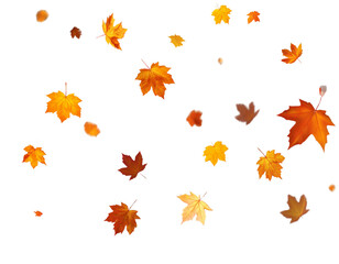 Autumn leaves falling, seasonal vector art, transparent background 