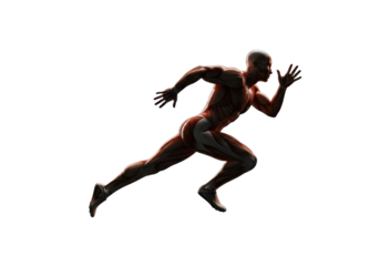 Isolated Anatomical Runner with Visible Muscle Structure