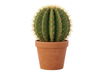 Isolated Golden Barrel Cactus in Clay Pot