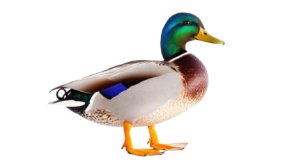 a male mallard duck with iridescent green head on white background