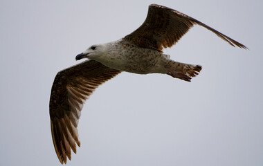 young european herring gull, Larus argentatus, flies with wings spread wide