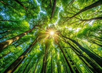 Dappled sunlight filtering through leafy branches of tall trees in a dense forest canopy