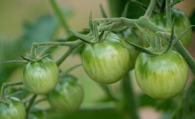 fresh green tomatoes grow on the vine in a garden