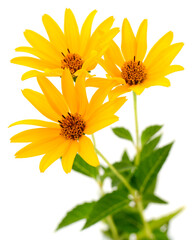 Three yellow flowers.