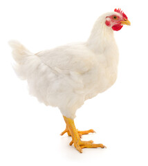 white hen isolated.