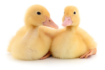 Two yellow ducklings.